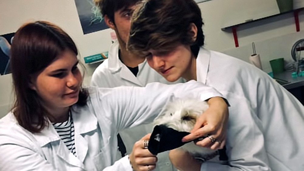 studenti veterinářství při praxi